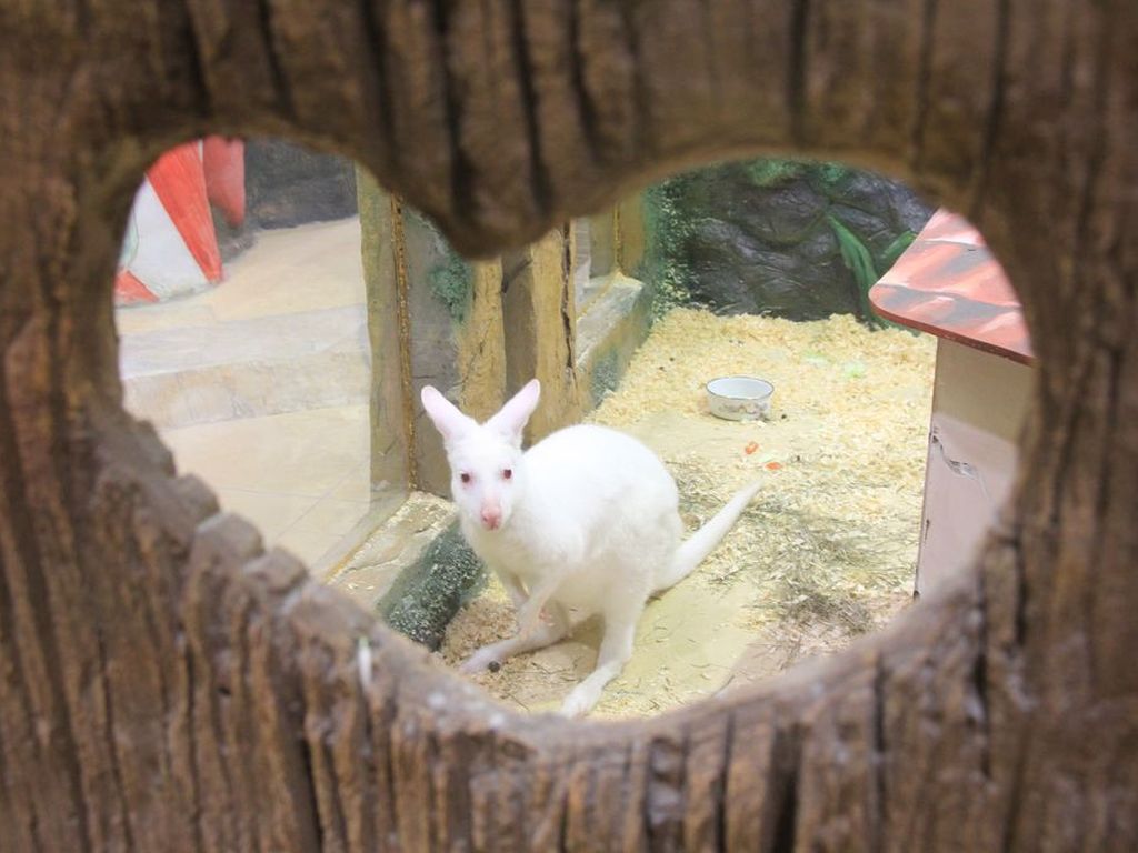  Контактный зоопарк «Белый кенгуру»