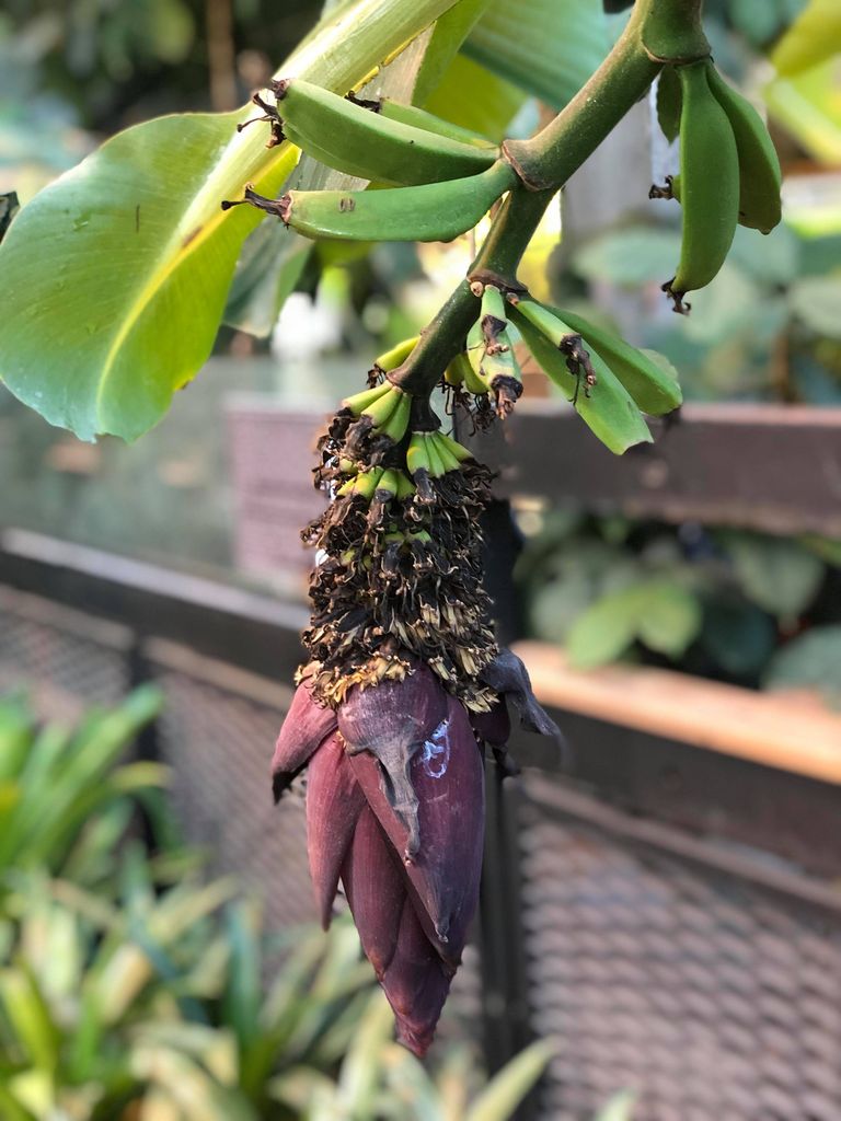 Банан заострённый расцвёл и заплодоносил в Ботаническом саду