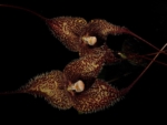 Редкая Орхидея-вампир в Ботаническом саду МГУ Аптекарский огород