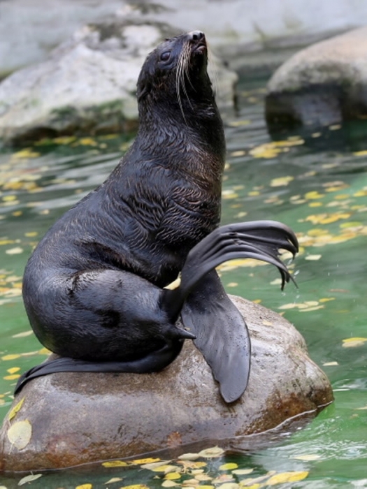 The mascot of the moscow zoo. Северный морской котик в Московском зоопарке. Морские котики в зоопарке Москвы. Московский зоопарк ластоногие. Московский зоопарк морские животные.