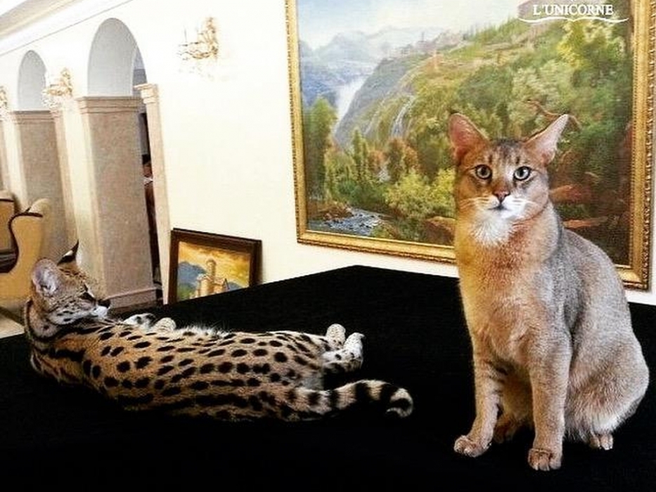 Выставка самых дорогих и редких домашних кошек в Ботаническом саду