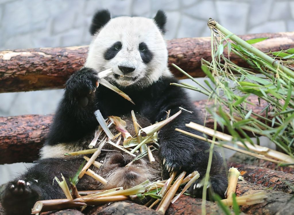 День рождение у больших панд в Московском зоопарке