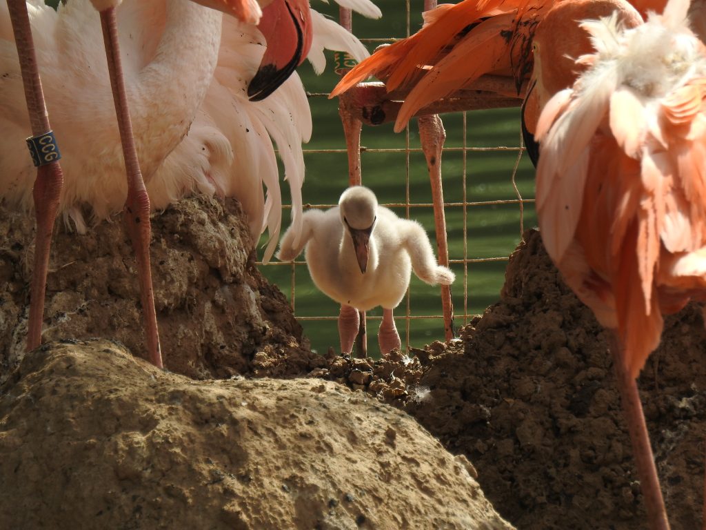 Птенцы фламинго в Московском зоопарке 