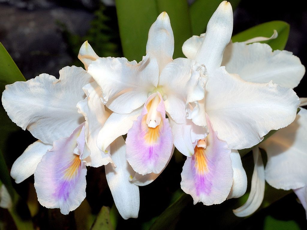 100 редких тропических орхидей  в Аптекарском огороде