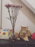 Флешмоб Весенний кот