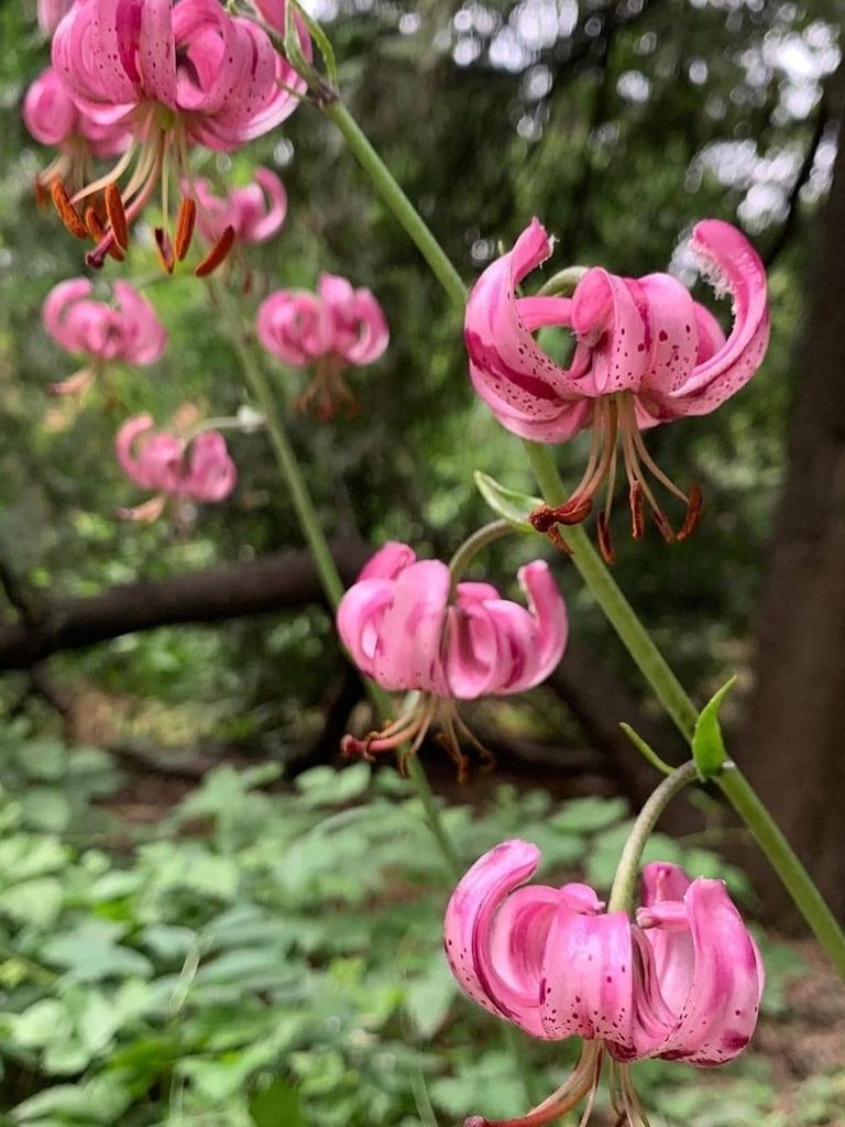 Цветы Царские кудри в Ботаническом саду