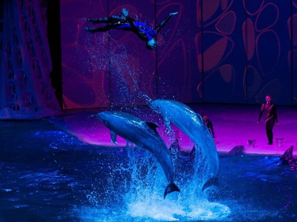 Трюки с участием дельфинов в Москвариуме