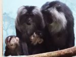 Московский зоопарк: Животные