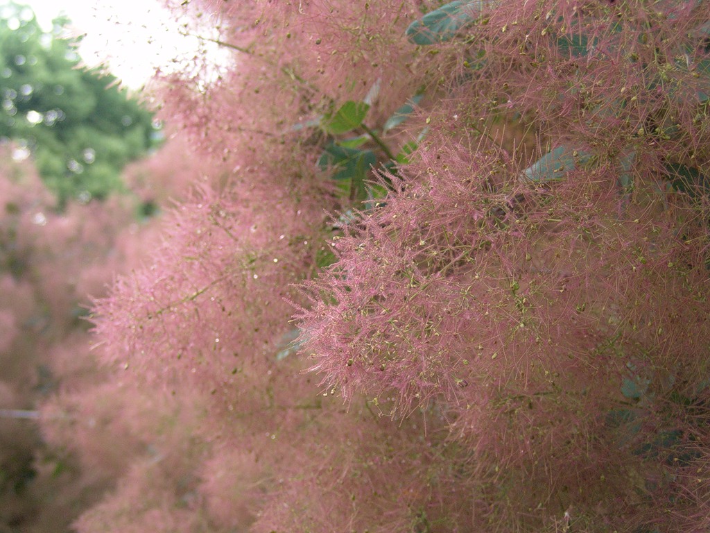 Розовое Дымное дерево расцвело в "Аптекарском огороде"