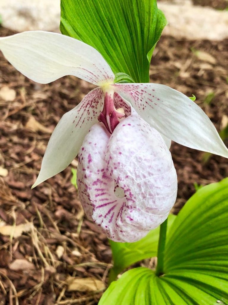 Садик орхидей